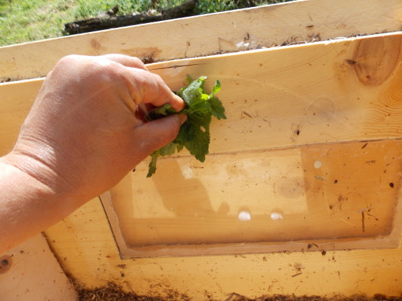 How to Use Lemon Balm as a Swarm Lure for Bees