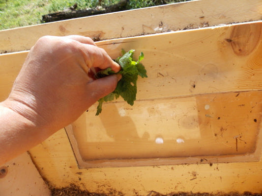 How to Use Lemon Balm as a Swarm Lure for Bees