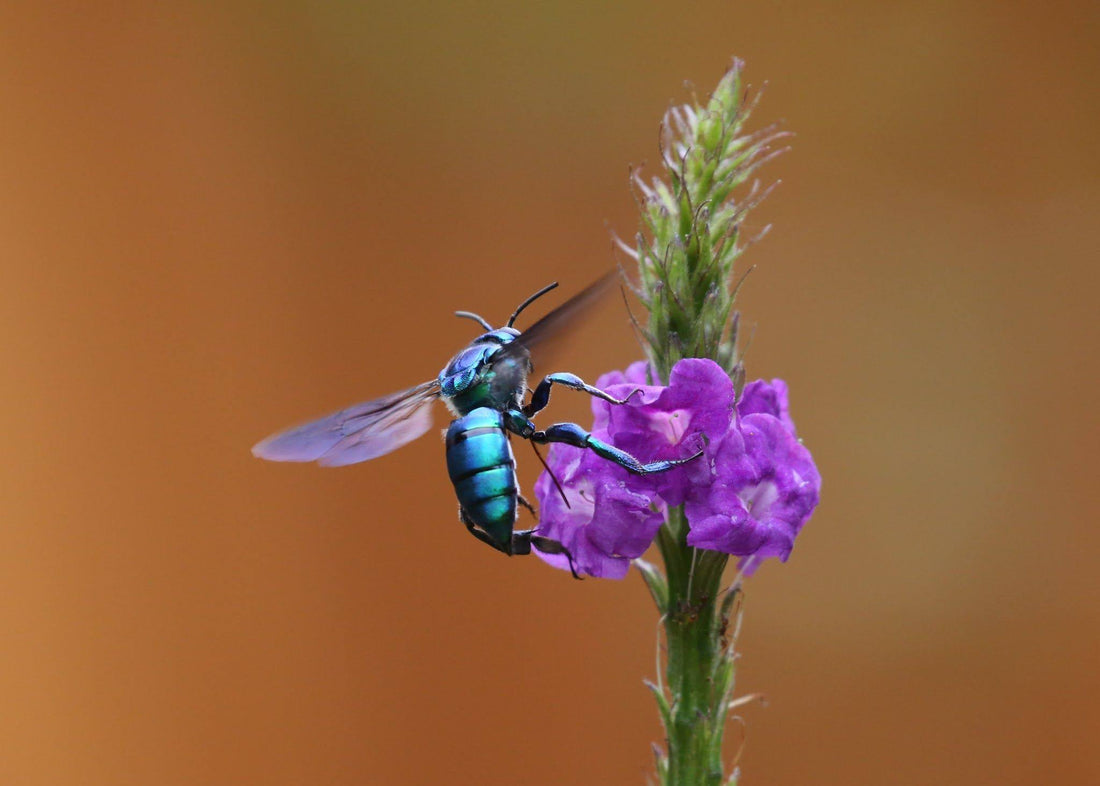 Everything You Need To Know About Orchid Bees