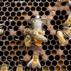 Queen Breeding & Why Your Bee Hives are Dying