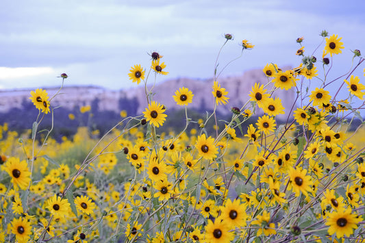 Pollinator Friendly Yards FAQ