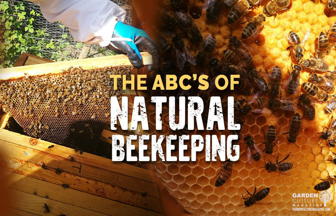 Bee-Centric Natural Beekeeping vs. Human-Centric Beekeeping