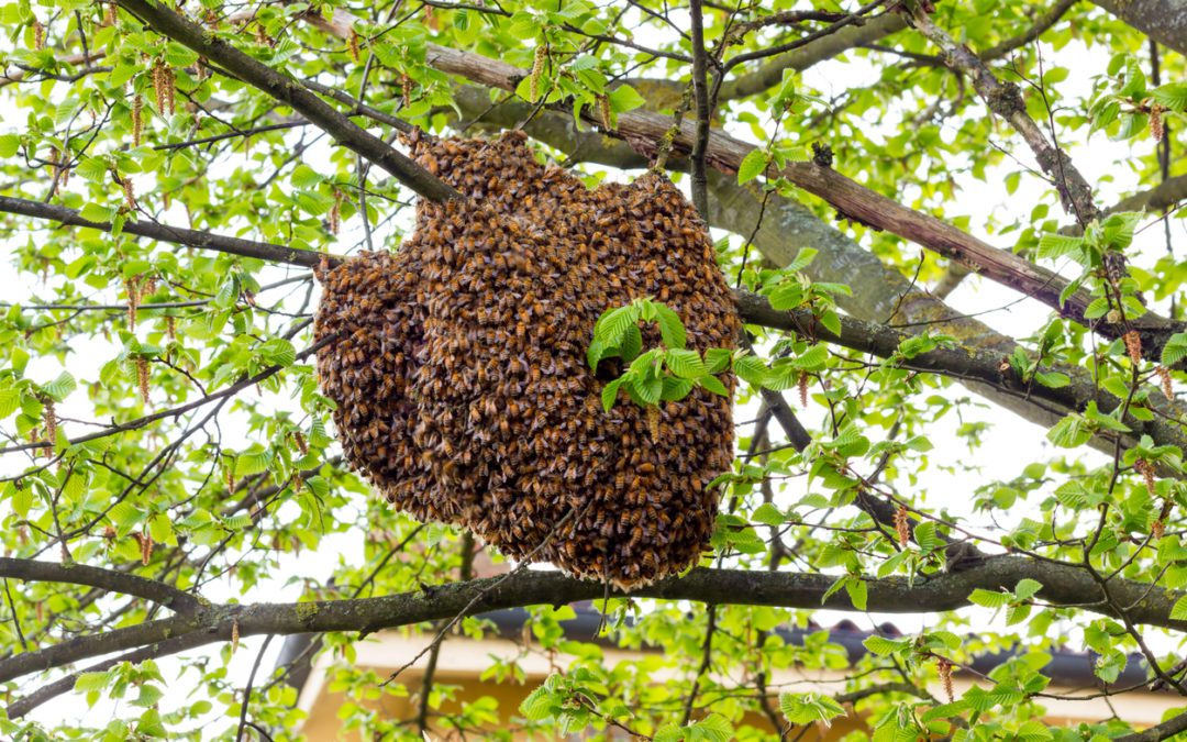 Bee Swarming: What It Is and What to Watch for During Swarming Season