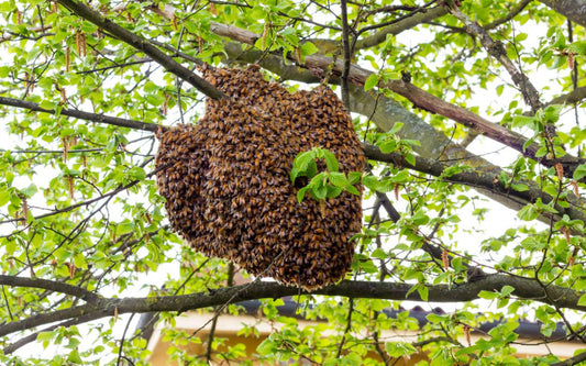 Bee Swarming: What It Is and What to Watch for During Swarming Season