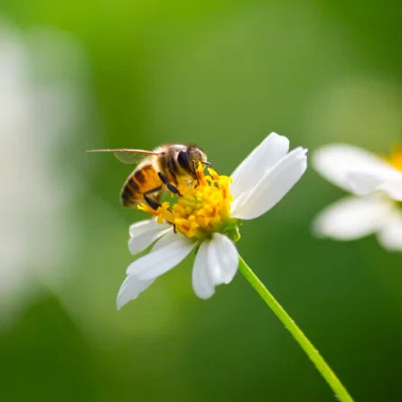 A bee on a flower
