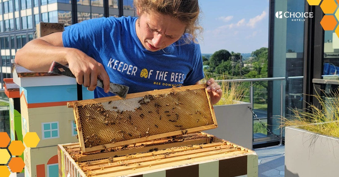 Buzzworthy Hotels With Bee Programs Around the World