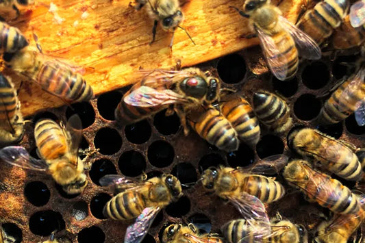 What Is Happening to the Bees — and What We Can Actually Do About It