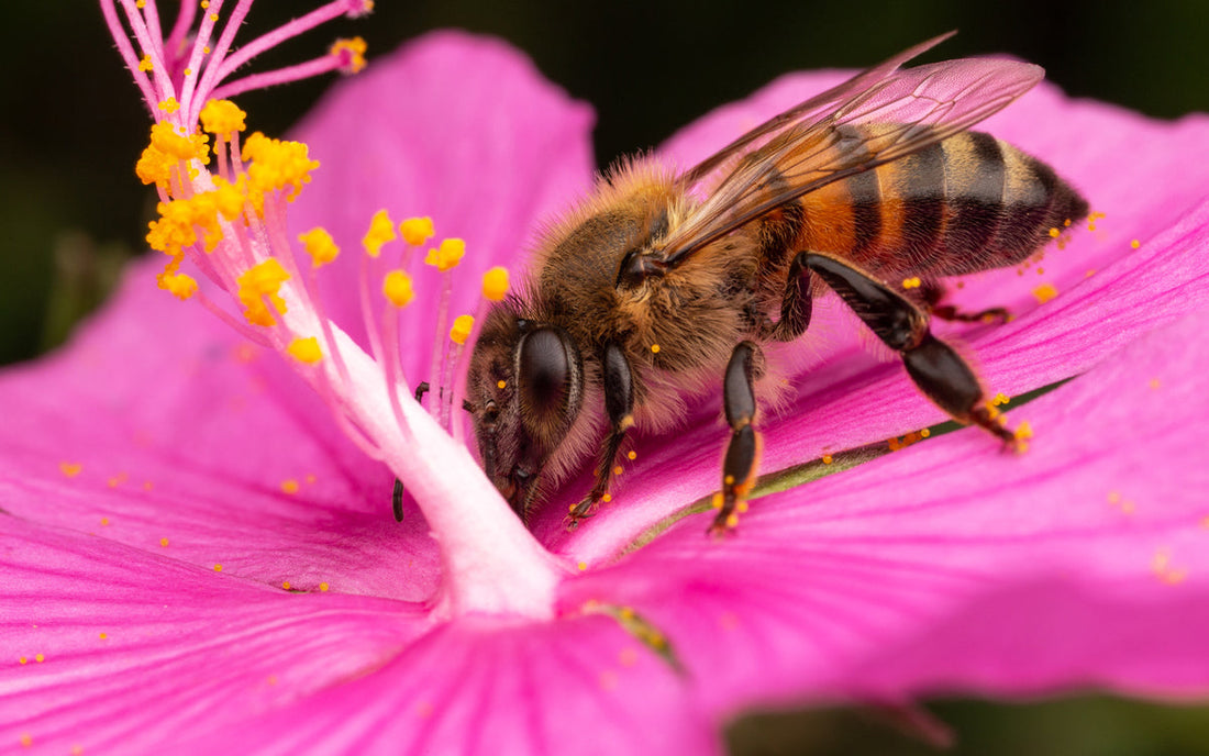 New Study Shows Roundup Kills Bees & Humans