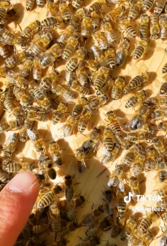 Did You Know a Beekeeper Has the Longest Life Expectancy