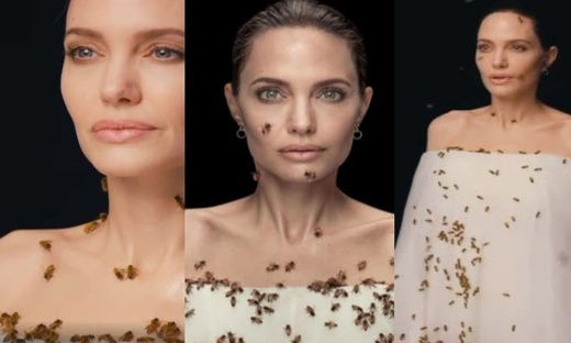 Angelina Jolie Advocate  for Bees