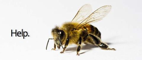 bee asking for help