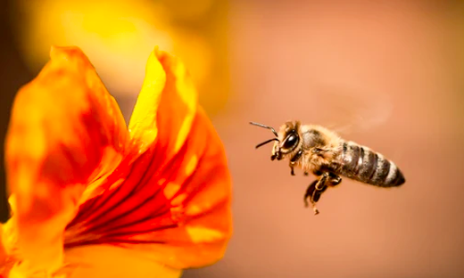 bee