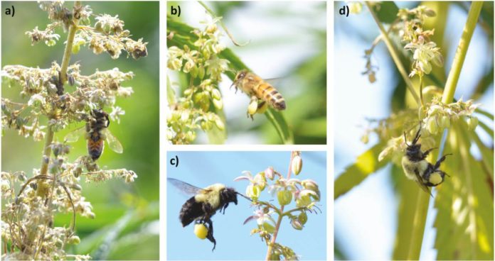 bees