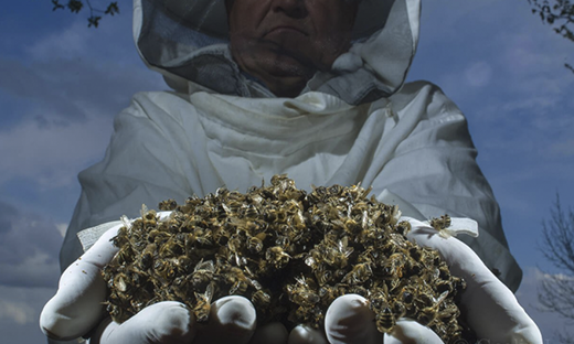 A swarm of bees