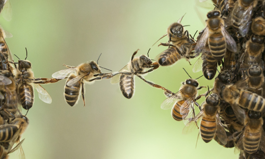 A swarm of bees