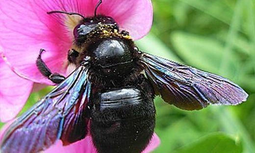 black bee