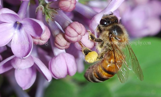 Bloomerang Lilac with bee
