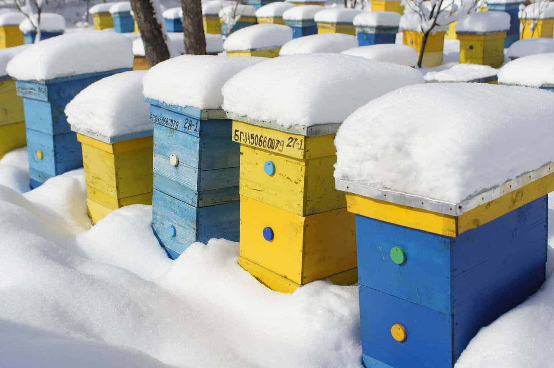 Effective Tips for Bee Keeping in the Winter Season