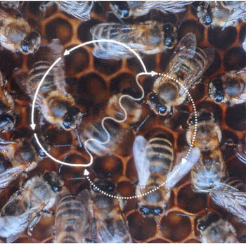 The Waggle Dance: How Honeybees Speak to Each Other