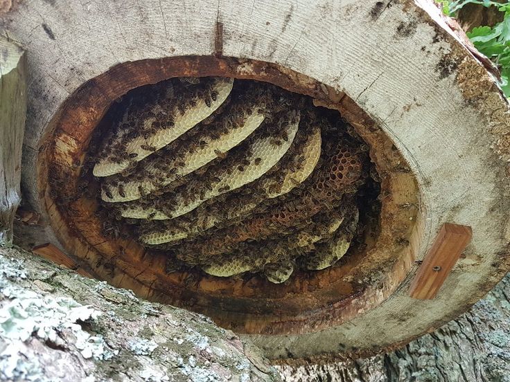 🌳 Beehives in Trees: Nature’s Original Home for Honey Bee