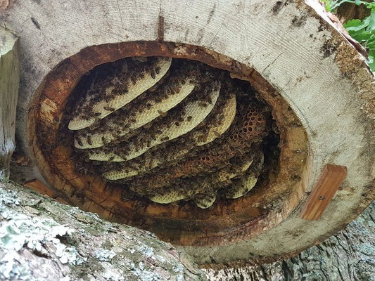 🌳 Beehives in Trees: Nature’s Original Home for Honey Bee