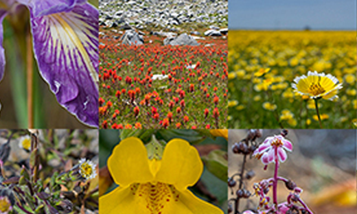 Native Plants: A Local Solution to a Worldwide Problem