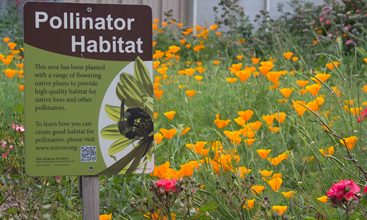 How to Build a Pollinator-Friendly Garden (10 Tips to Attract Bees)