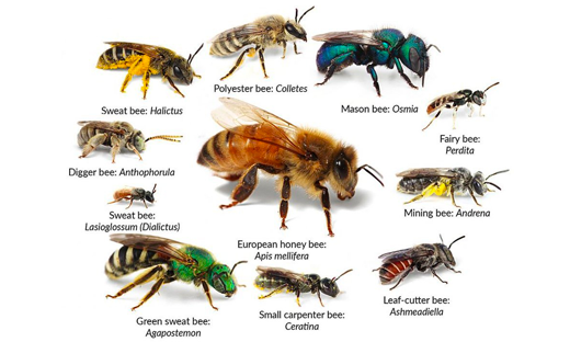 Types of bees